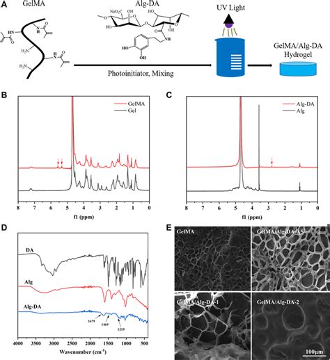 Characterization Of Gelma Alg Da Based Hydrogels A Time Dependent