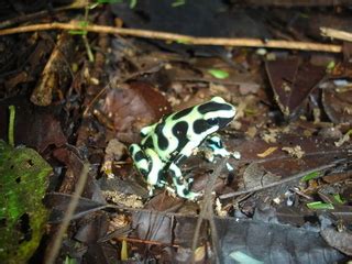 Dendrobates auratus - Gold arrow-poison frog -- Discover Life