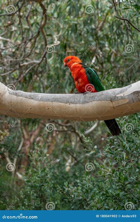 Australian King Parrot Alisterus Scapularis Perched On A Tree Branch