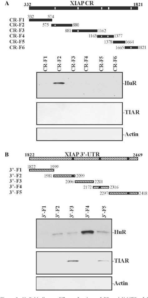 Figure From Stabilization Of Xiap Mrna Through The Rna Binding