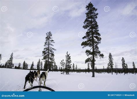 萨里塞尔卡·芬兰的哈斯基雪橇 库存图片 图片 包括有 冬天 照亮 木材 建筑师 木头 多壳 241710531