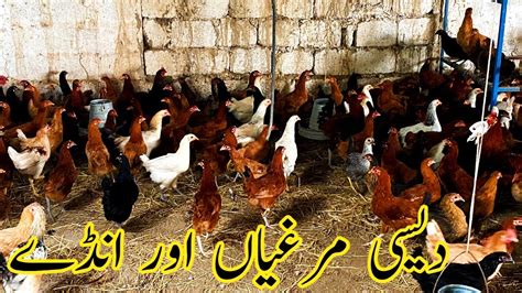 Small Desi Murgi Farm Small Free Range Hen Farm Golden Misri Hen