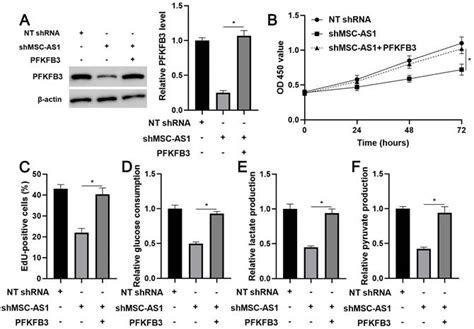 Long Non Coding Rna Msc As1 Facilitates The Proliferation And