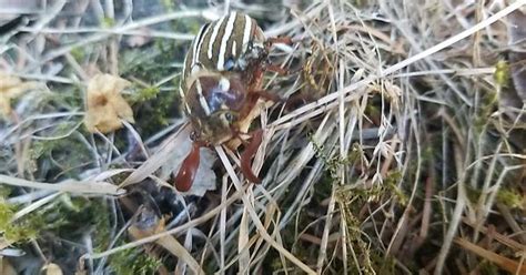 Weird Af Ten Striped June Beetle From Washington State Album On Imgur