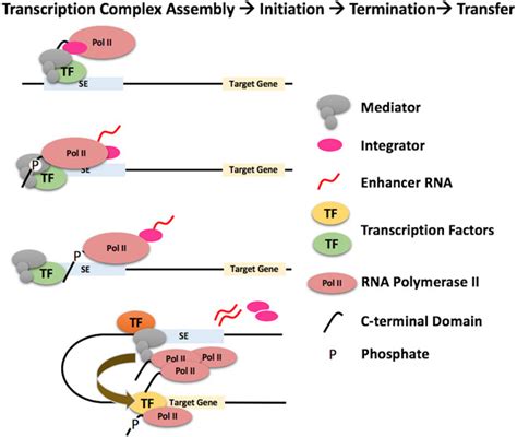 Phase Separation And Transcription Regulation Are Super‐enhancers And