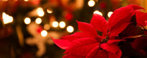 4 étapes Pour Entretenir Le Poinsettia étoile De Noël