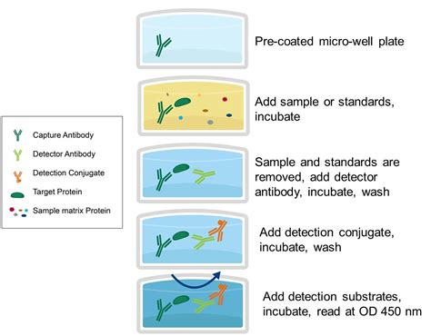 Elisa Procedure