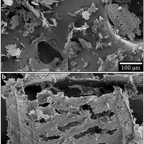 (a and b) Scanning electron micrographs at low and high magnification ... 