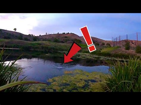 Golf Course Pond Hopping Insane Top Water Action YouTube