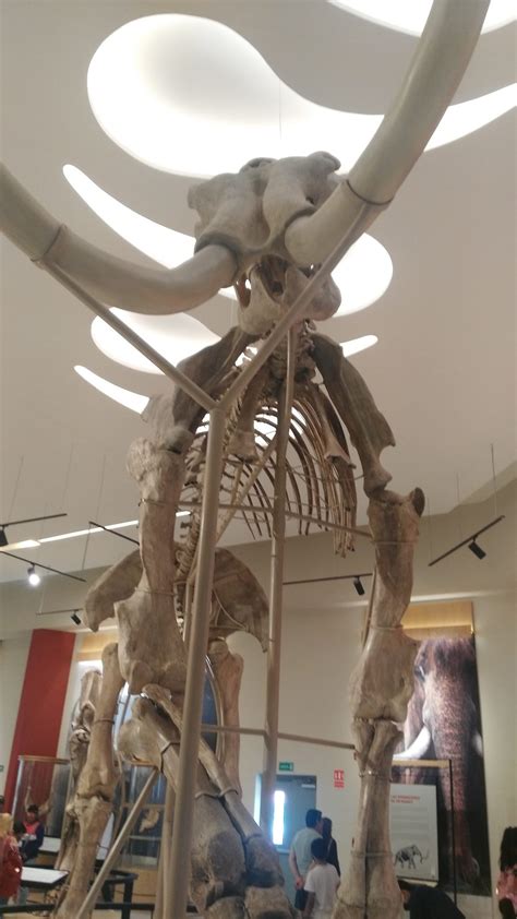 Museo Paleontol Gico Comunitario De La Magdalena Huizachitla Museos