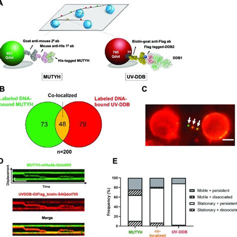 Single Molecule Co Localization Of Uv Ddb With Mutyh On Abasic Dna