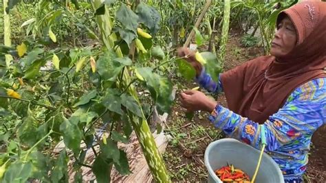 Harga Cabai Melambung Petani Di Banjarnegara Tetap Terpuruk