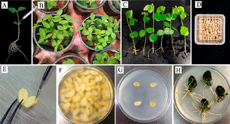 Figure 1 From Combination Of Hairy Root And Whole Plant Transformation Protocols To Achieve