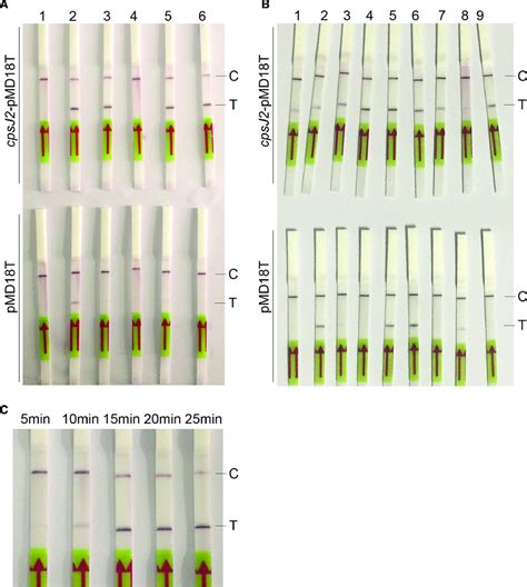 Optimization Of The RPA LF Assay A Screening Of The Best Primers