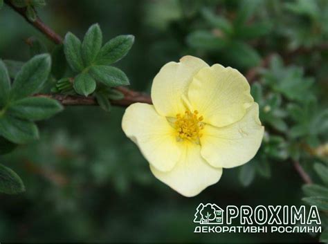 Перстач чагарниковий Прімроуз Б'юті, Potentilla fruticosa Primrose ...