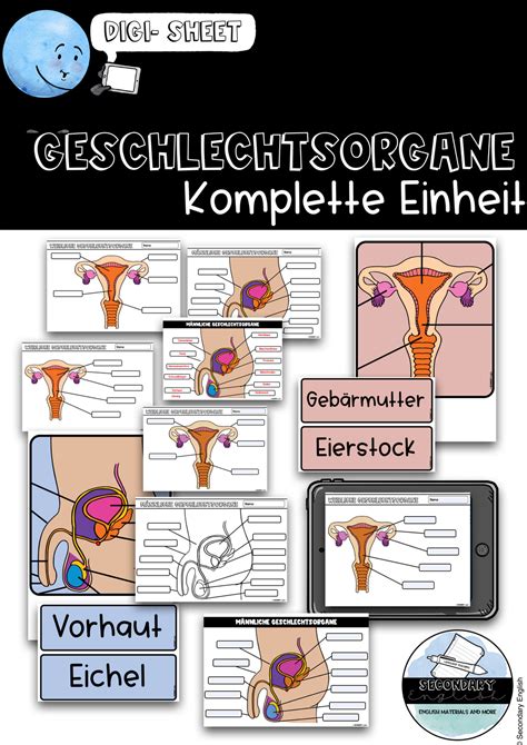 Sexualkunde Geschlechtsorgane Unterrichtsmaterial Im Fach Biologie