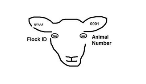 How To Tattoo And Ear Tag Goats Cals