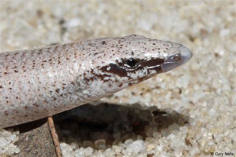 Florida sand skink - Alchetron, The Free Social Encyclopedia