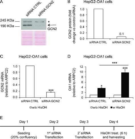 Gcn2 Knockdown Does Not Interfere With Transgene Reactivation In Hepg2