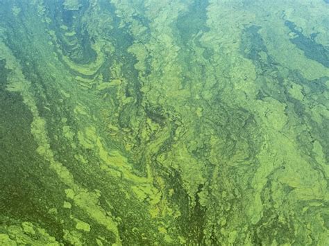 New Blue Green Algae Found In Locations Across East End North Fork