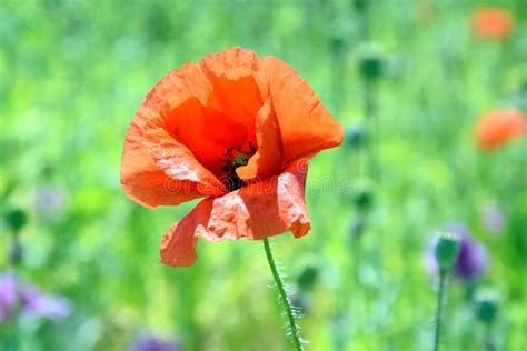 Papaver Somniferum L Poppy Bud Field Stock Photo Stock Photo Image Of