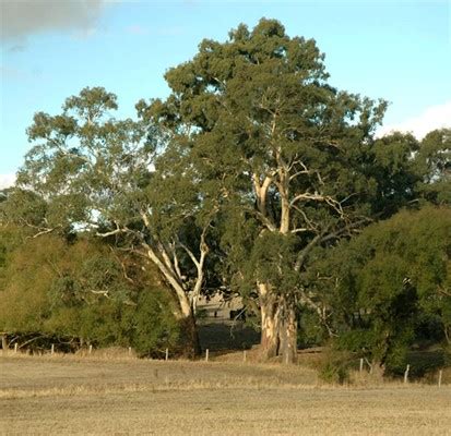 JESS's HoME: Hahndorf, a german village SA