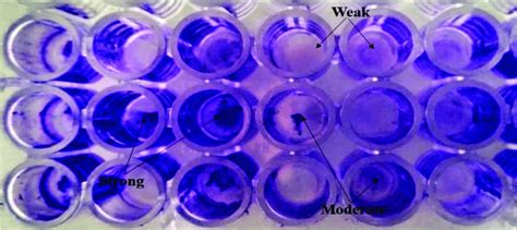 A 96 Well Microtitre Plate With Adherent Bacterial Films Stained With Download Scientific