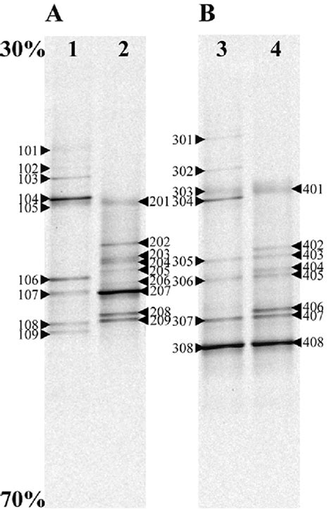 Denaturing Gradient Gel Electrophoresis Analysis Of Polymerase Chain Download Scientific