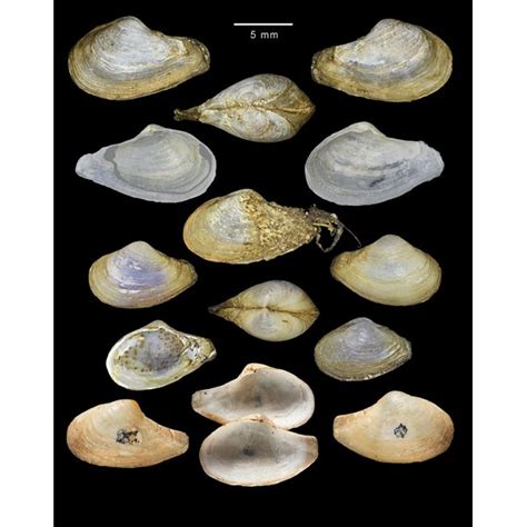 Черноморски миди полезни срещу артрит и ревматизъм | 24 Здраве