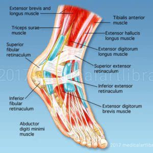 Foot Muscles - Medical Art Library