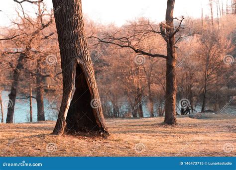 Rbol Solo En Parque O Bosque Del Oto O Con El Hueco Grande Imagen De