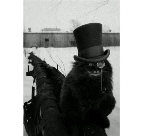 Weird Strange Black Cat Glasses Kitten Pussy Cat Black Cat Vintage Photo Freaky Odd Strange
