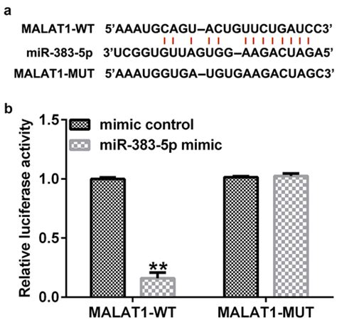 Full Article Significant Role Of Long Non Coding Rna Malat In Deep