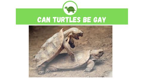 Can Turtles Be Gay TurtleHolic