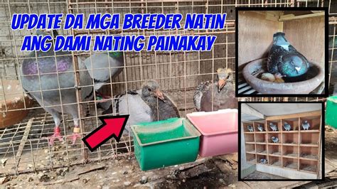 Update Sa Mga Breeder Ang Dami Na Naman Natin Mga Bagong Painakay