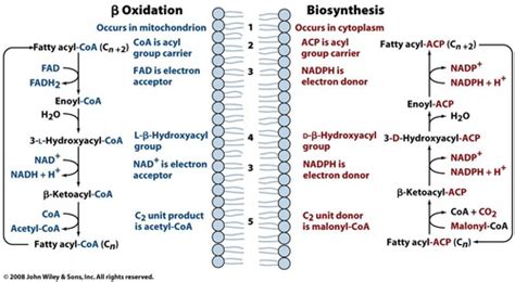 Lipid And Amino Acid Metabolism Flashcards Quizlet