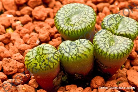 RARE CONOPHYTUM OBCORDELLUM SSP CERESIANUM Living Stones Mesemb Cacti