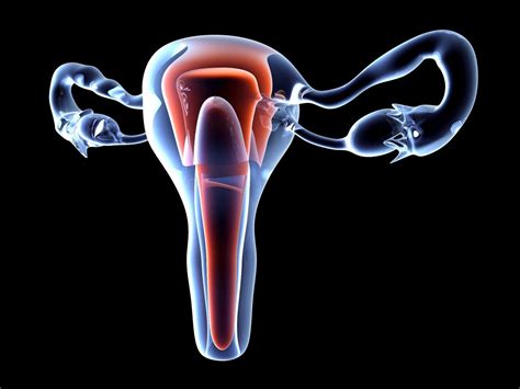 Две Вагины Анатомия - HD фотoграфии