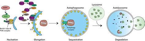 Phases Of Autophagy Autophagy Is Carried Out In Four Different Phases