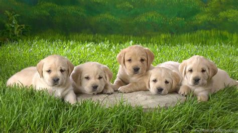 Chocolate Golden Retriever Puppies Wallpaper Desktop Background