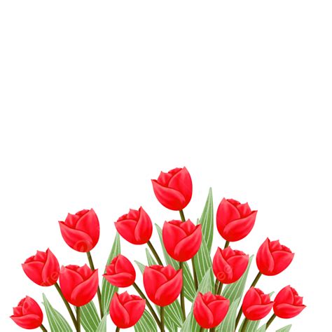 Red Orange Tulip Flower Bouquet Illustration Tulips Flower Plant Png