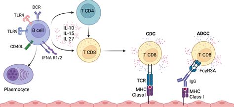 Frontiers Regulation Of Cd8 T Cell By B Cells A Narrative Review