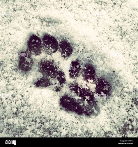 Cat paw prints snow hi-res stock photography and images - Alamy