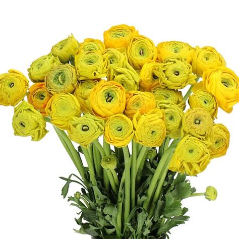 Ranunculus Cloony Yellow Sunrise 40cm Wholesale Dutch Flowers