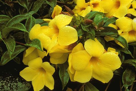 Plantas Con Flores Amarillas Para Tu Suerte