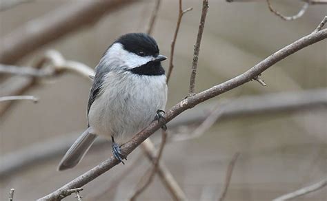 Carolina Chickadee: Nest and Eggs - Avian Report