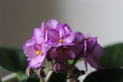 How to Care for Flowering Houseplants