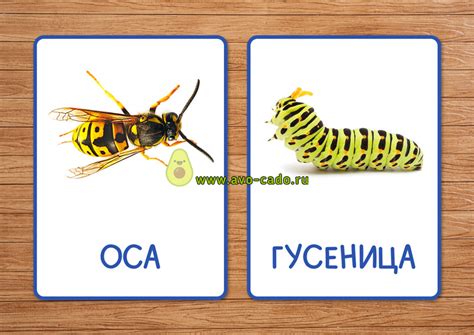 Карточки домана насекомые картинки для печати