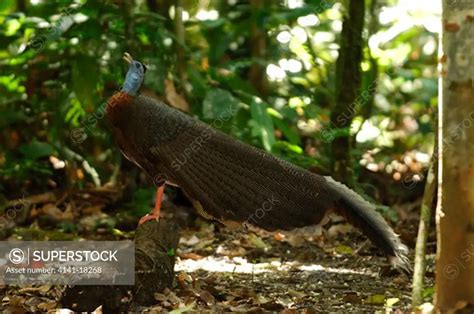 Great Argus Pheasant Argusianus Argus Male Calling Sabah Malaysia