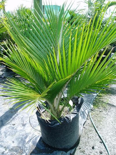 Oderings Garden Centres Tropical Trees